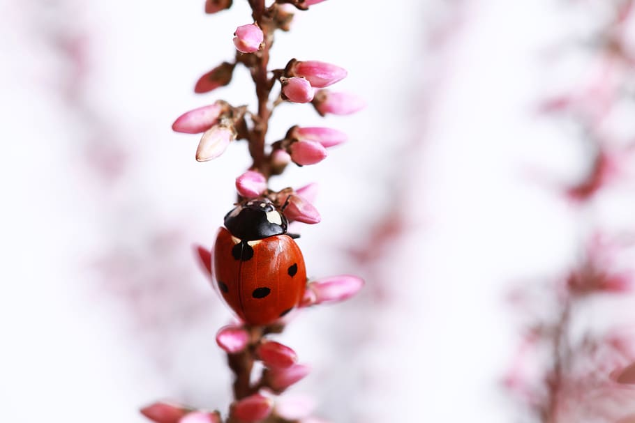 kumbang kecil, merah, kumbang, taman, serangga, alam, biologi, pada, warna merah muda, bunga