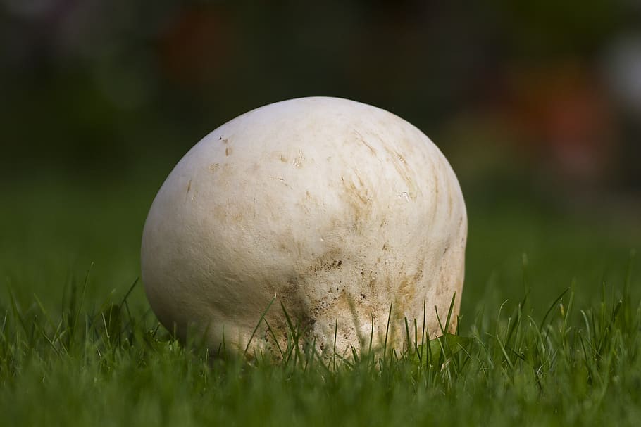 giant bovist, mushroom, large umbrinum, mushroom dust, meadow mushroom, grass, plant, close-up, field, nature