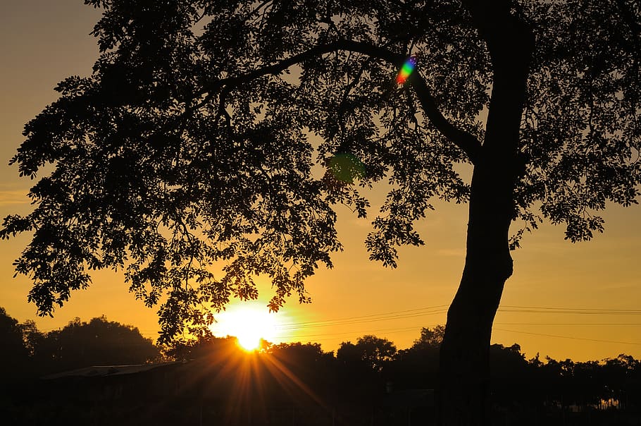 árbol, sombra, paisaje, luz, amanecer, naranja, naturaleza, puesta de sol, cielo, planta