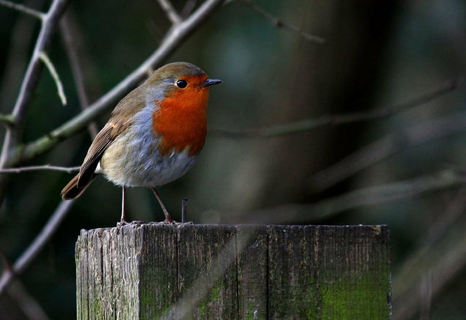focused, gray, red, brown, bird, robin, na, nature, redbreast, wildlife