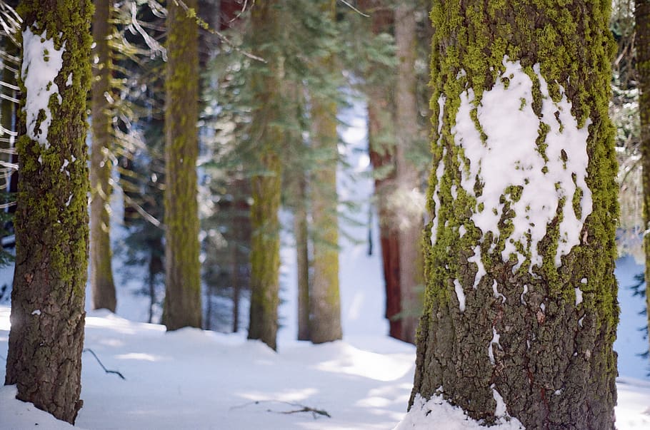 snow, winter, cold, nature, woods, trees, bark, tree trunks, plant, tree