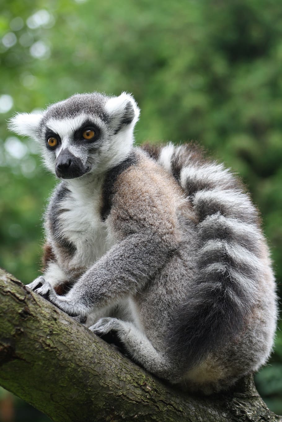 ring tailed lemur, monkey, prosimian, lemur catta, madagascar, prosimians, cute, animal, lemur, cheeky