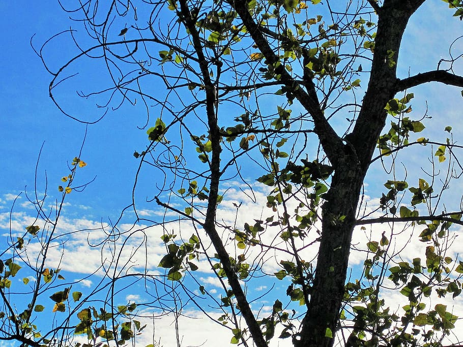 bare tree, tree, branches, leaves, sparse, sky, blue, plant, low angle view, branch