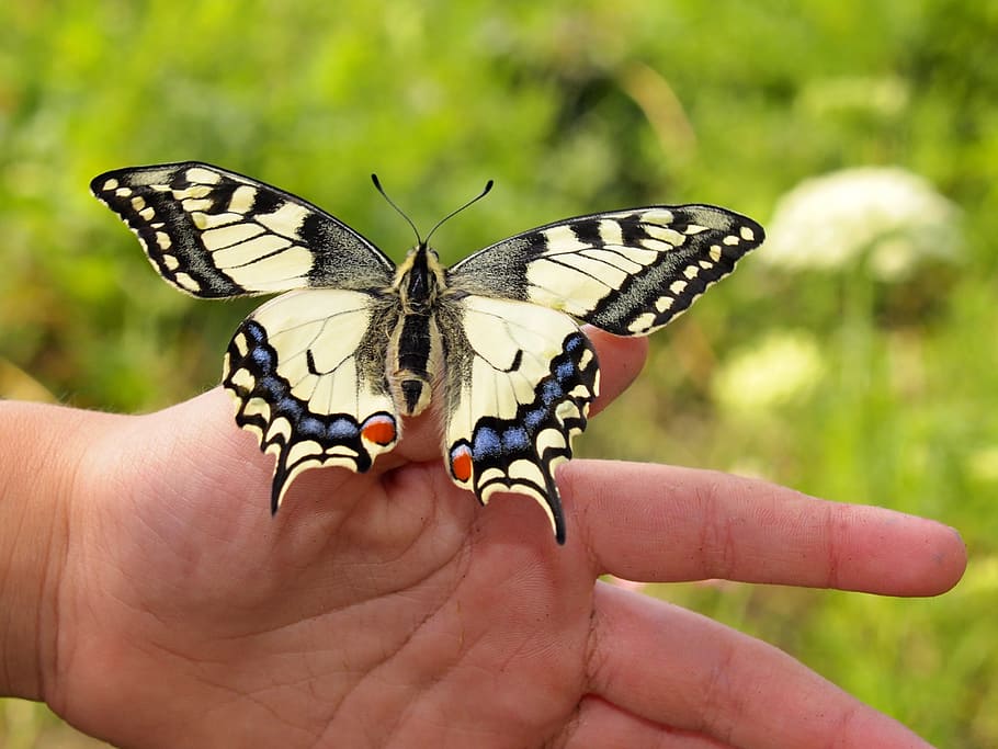 eastern, tiger swallowtail butterfly, left, human, thumb, butterfly, dovetail, hand, colorful, sit