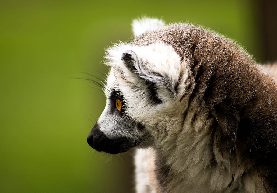 ring tailed lemur, madagascar, wildlife, lemur, animal, nature, mammal, primate, ring, wild