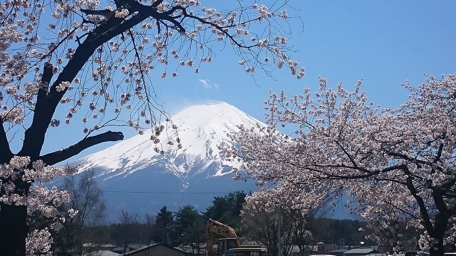 mountain, covered, snow, mt fuji, cherry, cherry blossoms, sakura, spring, tree, cold temperature