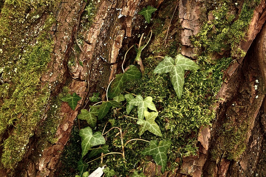 tree bark, ivy, bark, tree, fouling, moss, climber plant, nature, texture, background