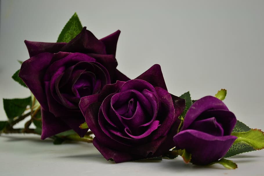 três rosas roxas, bluelover, fundo cinza, roxo, rosa, planta, flor, beleza na natureza, rosa - flor, cabeça de flor