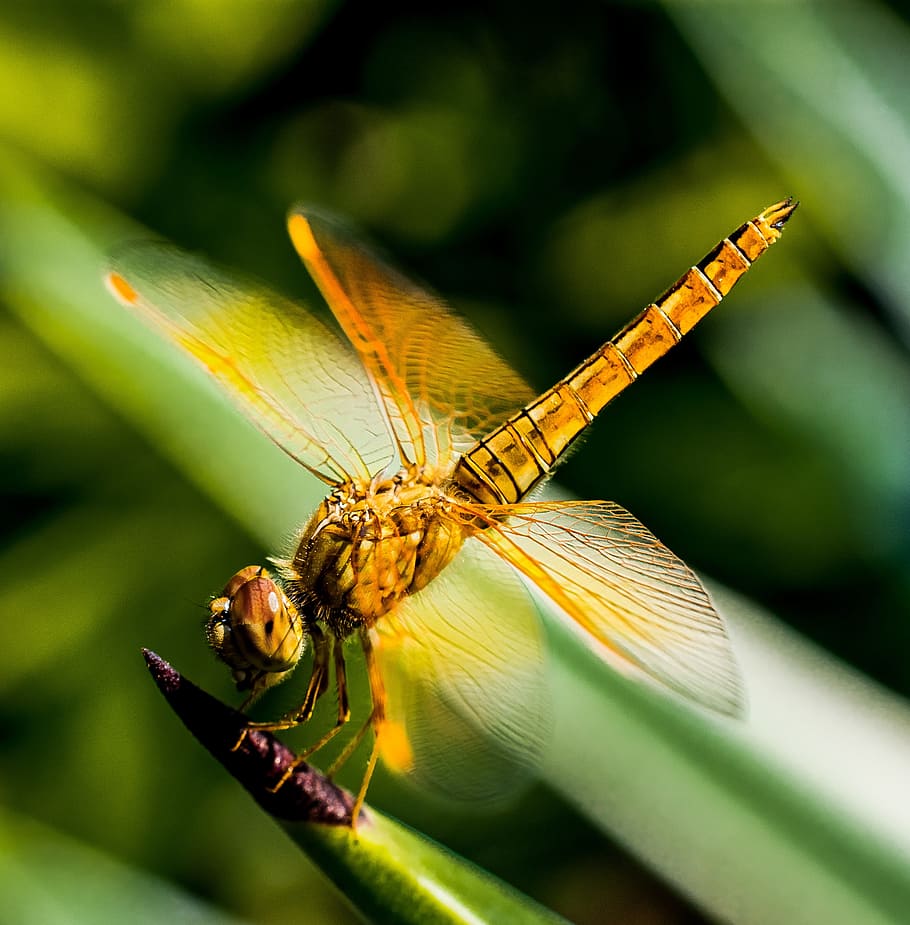 libélula marrón, libélula, insecto, cerca, invertebrado, fauna animal, temas de animales, animal, animales en estado salvaje, un animal