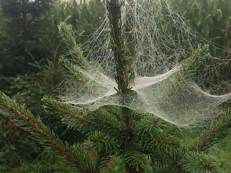 spider web, christmas tree, plant, growth, close-up, plant part, leaf, nature, day, tree