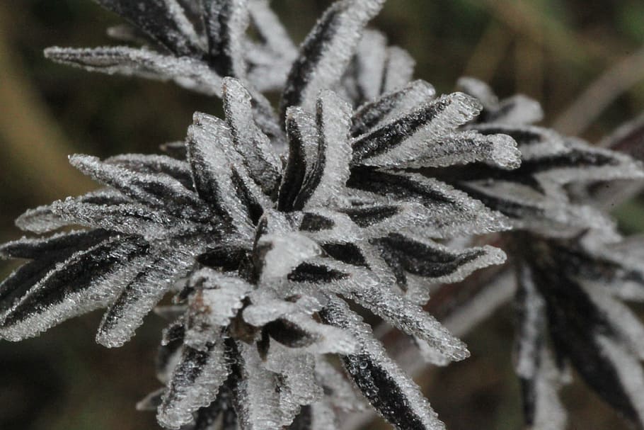flores de hielo, eiskristalle, congelado, magia de invierno, cristales, frío, escarcha, primer plano, temperatura fría, planta