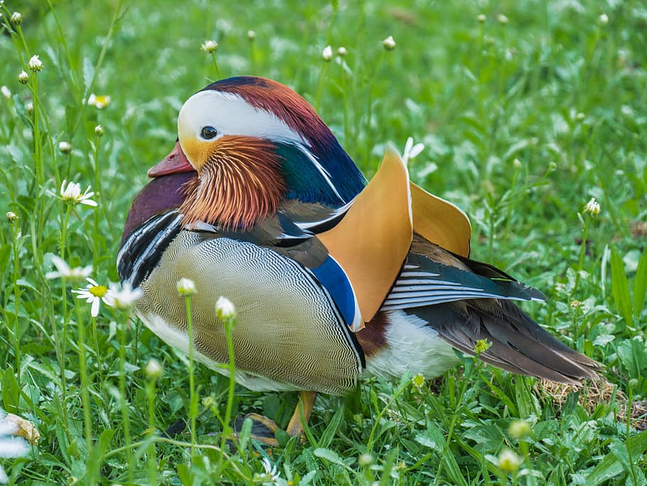mallard duck, green, grass field, mandarin ducks, duck, water bird, animal, feather, bird, animal themes