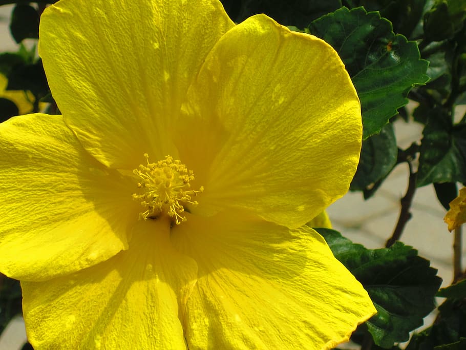 botão de ouro, primavera, flor, amarelo, staten island, vibrante, pétalas, planta, beleza na natureza, frescura