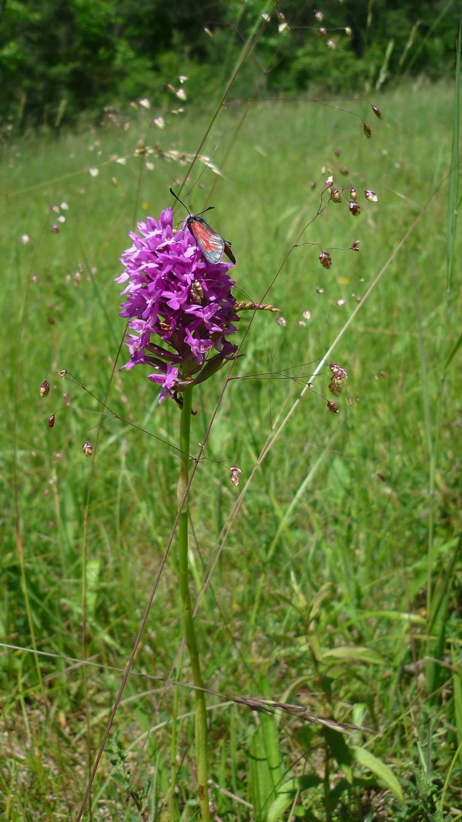 pyramid orchis, with blood droplets, small butterfly, german orchid, rarely, meadows slope, trembling grass, plant, flower, flowering plant