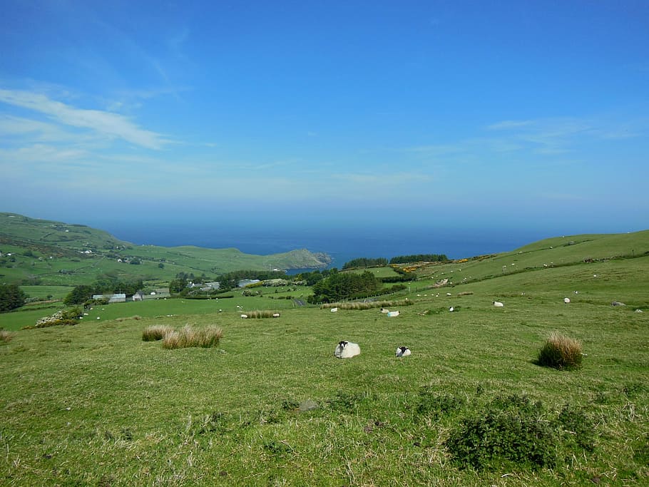 旅行, 風景, アイルランド, コネマラ, 丘, 羊, フィールド, 家畜, 土地, 草
