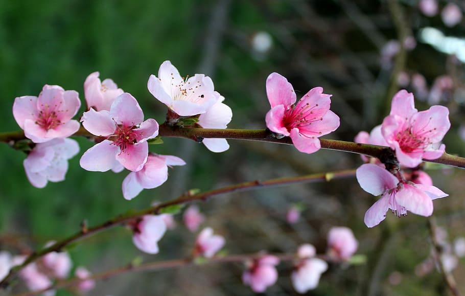 rosa, cereza, flor, flores fotografía de enfoque selectivo, durazno, árboles frutales, árboles florecientes, primavera, planta, rama