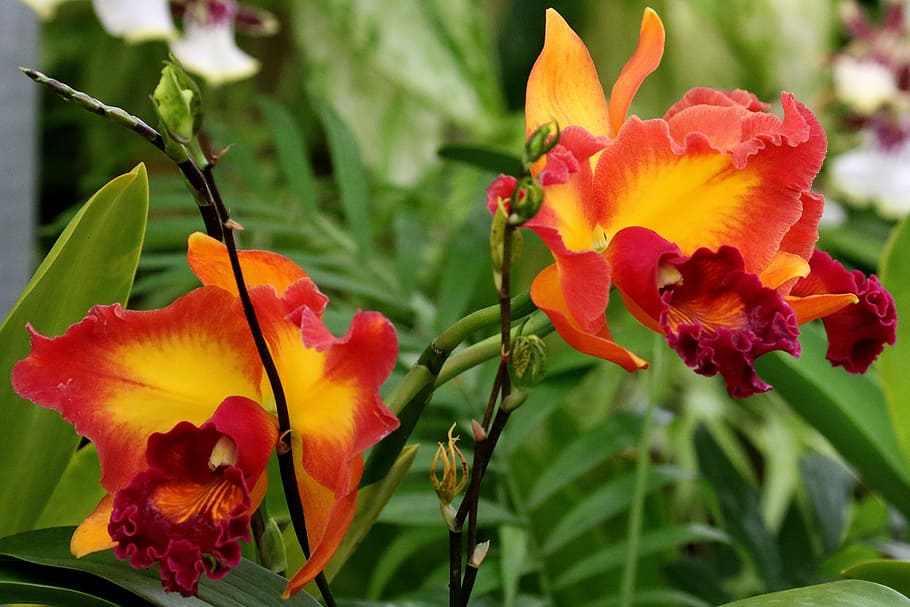 orchid, orange, yellow, flower, nature, garden, blossom, floral, botany, natural