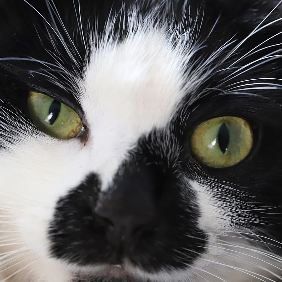 macro, cat, tuxedo cat, eyes, animals, cute, pet, white, whiskers, domestic cat