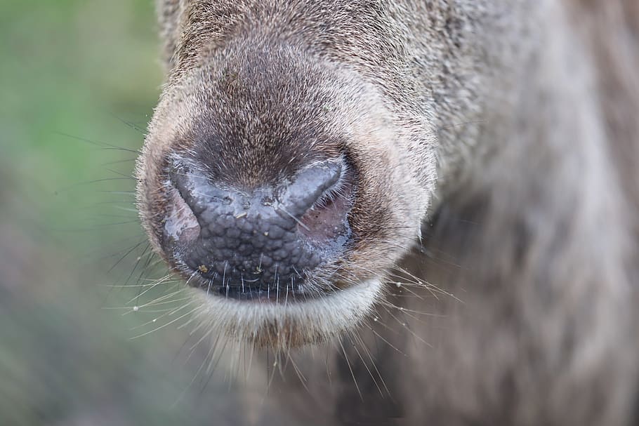 hirsch-asses-the-deer-s-mouth-red-deer-nose-wildlife-park.jpg