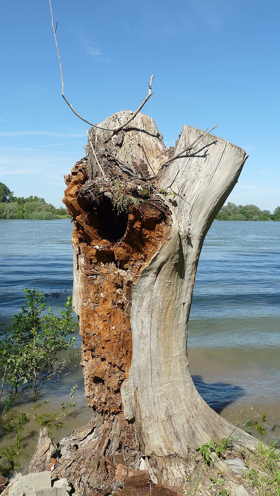 tree stump, tree, weathered, old, log, broken, dead, riverside, water, land