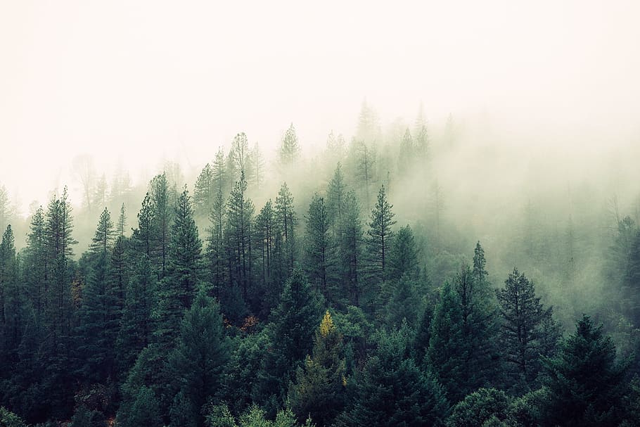 green, leaf pine trees, daytime, pine, trees, forest, woods, fog, foggy, sky