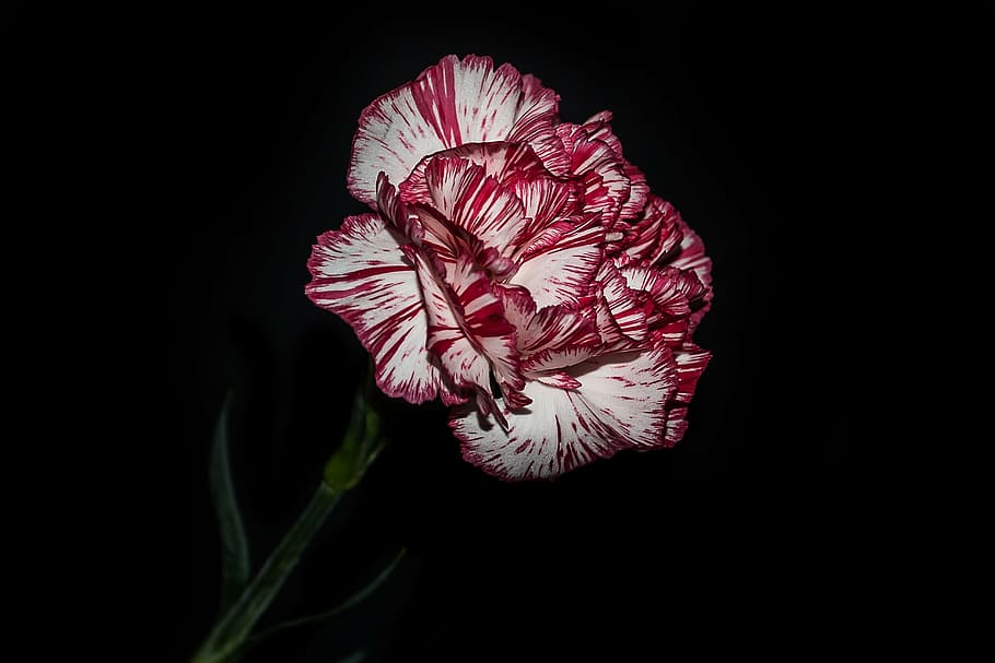 flowers, carnation, creative, nature, plant, flower, petal, red, flowering plant, inflorescence