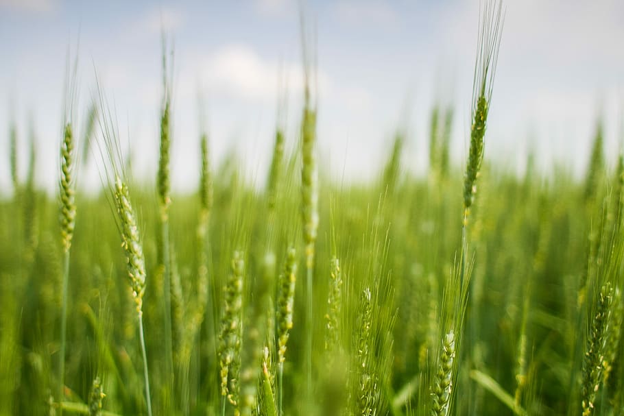 ladang biji-bijian hijau, hijau, biji-bijian, ladang, jagung, gandum, alam, pertanian, adegan pedesaan, musim panas