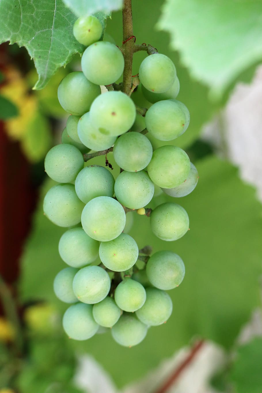 grapes fruit garden