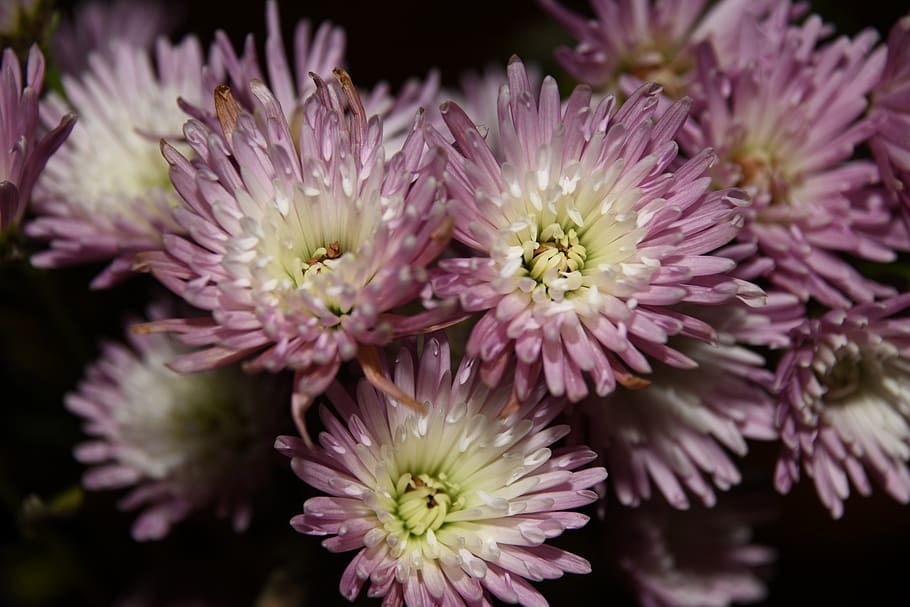 mums, flowers, purple, blooms, flower, flowering plant, freshness, vulnerability, fragility, close-up