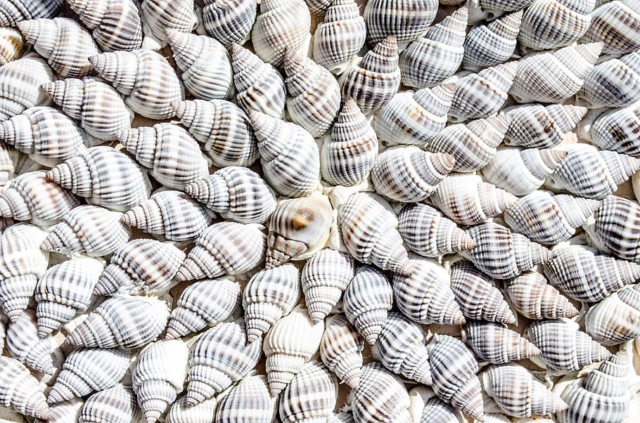 white-and-gray seashells, abstract, animals, aquatic, art, background, beach, cerastoderma, clam, coast