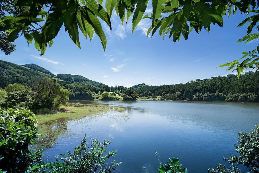 landscape photo, marsh, forest, sky and lake, for business, nature, spring, reservoir, scenery, republic of korea