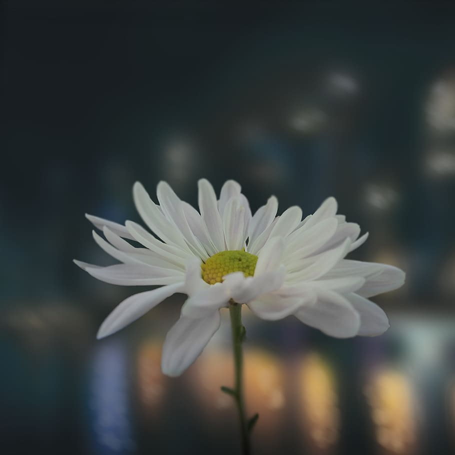 night, flowers, city, light, nature, building, the glare, blurred city, flower, flowering plant