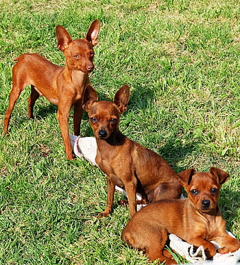 Royalty Free Pinscher Photos Free Download Pxfuel