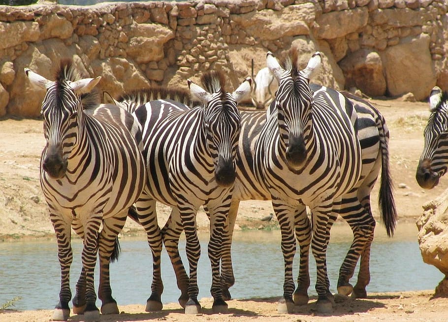 zeal of zebras, Zebra, Front, Animal, Wild, Mammal, striped, creature, looking, herbivore