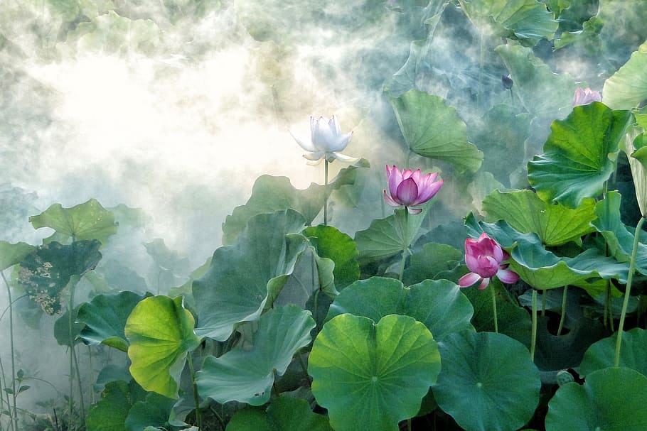 green, taro plant artwork painting, lotus, summer, hasuike, cool, smoke, plant, beauty in nature, leaf