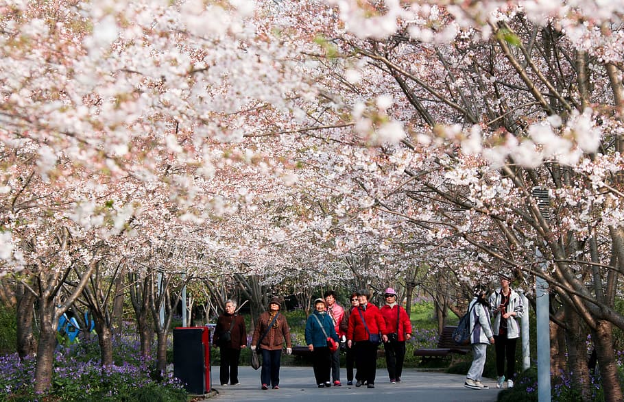 cherry blossom, shanghai, spring, tree, plant, flower, flowering plant, springtime, fragility, blossom