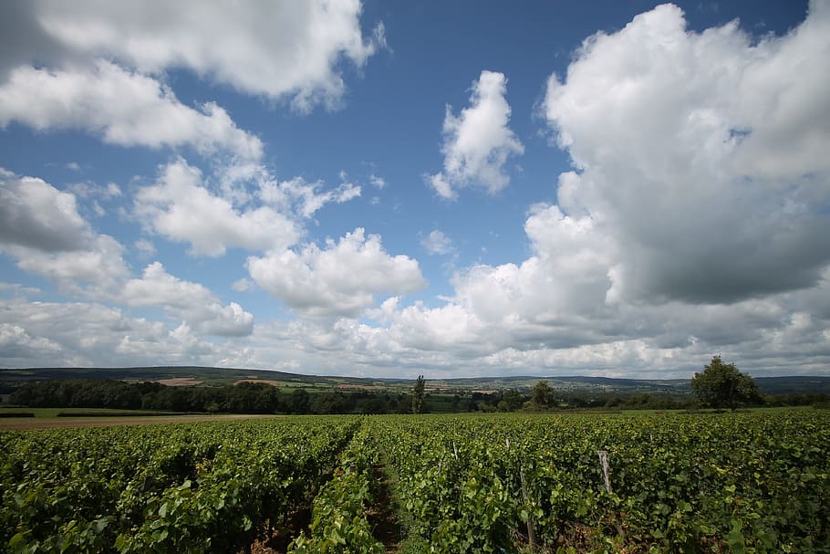 green, vegetable field, blue, cloudy, sky, daytime, Summer, Wine, Vineyard, Nature, Vine