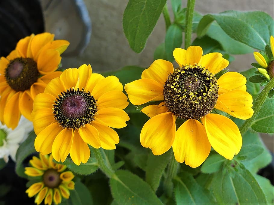 chernobyl mutations plants