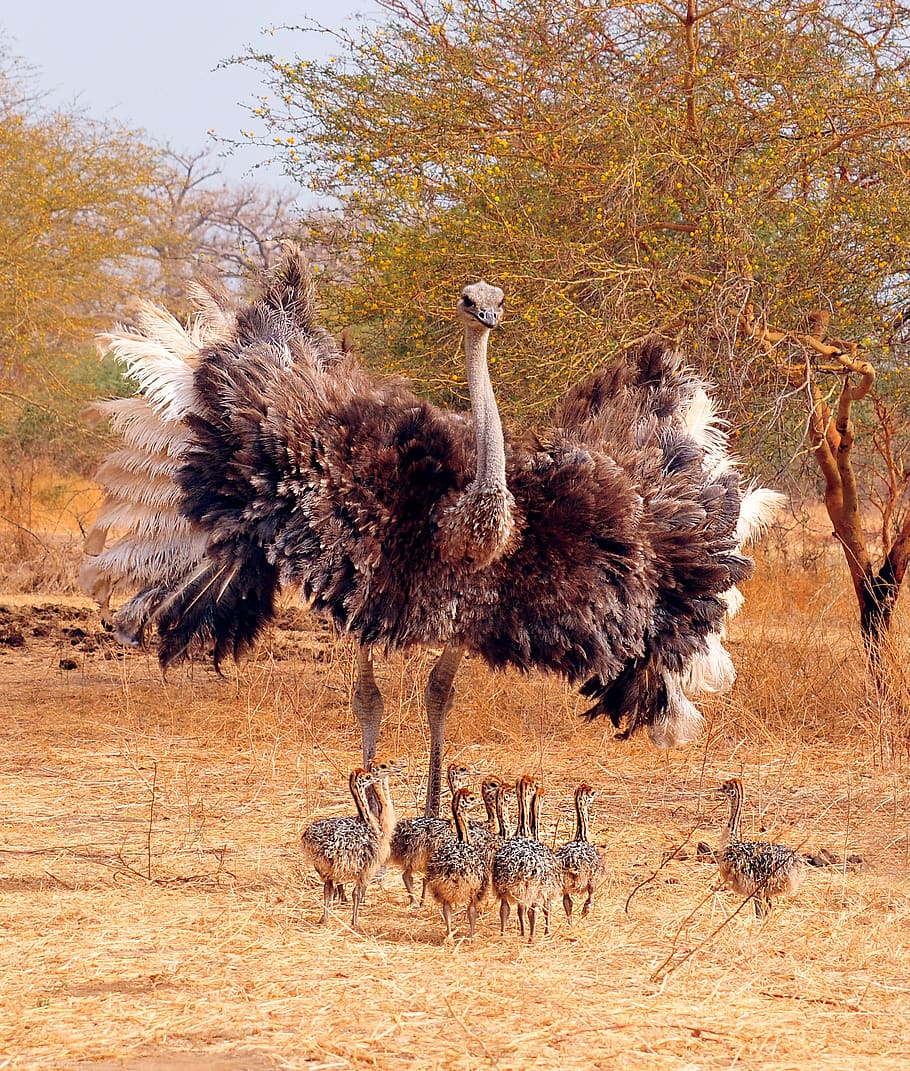 ostrich, bird, clutch, small, chicks, family, animal, animals in the wild, animal wildlife, vertebrate