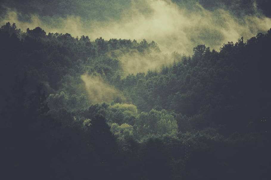 montañas, árboles, durante el día, verde, día, bosque, bosques, niebla, naturaleza, paisaje