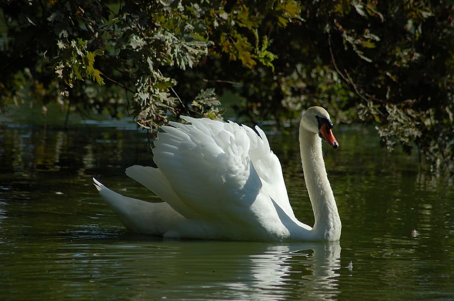 white swan, swans, birds, water birds, plumage, swan, bird, animals in the wild, water, animal themes