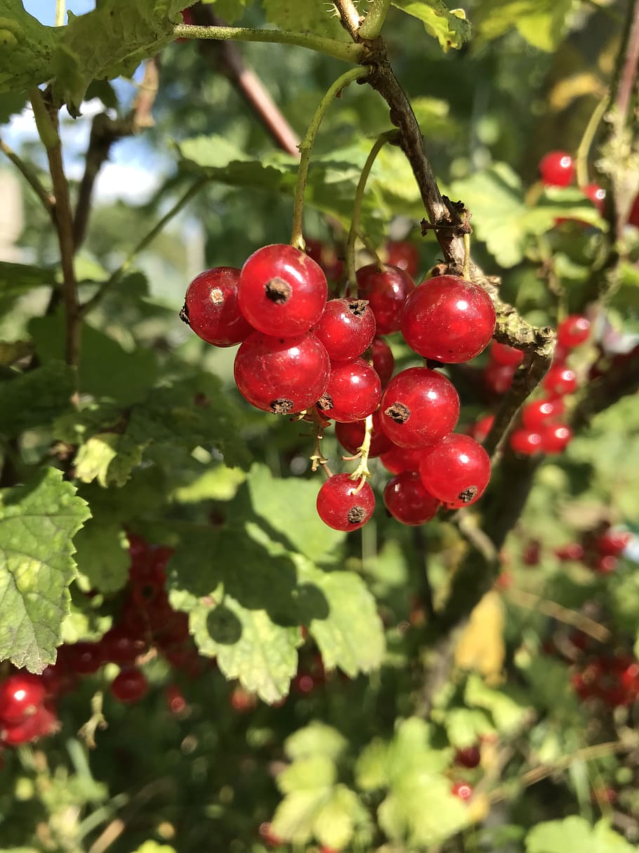 currant, summer, red, garden, soft fruit, fruit, food and drink, healthy eating, food, plant
