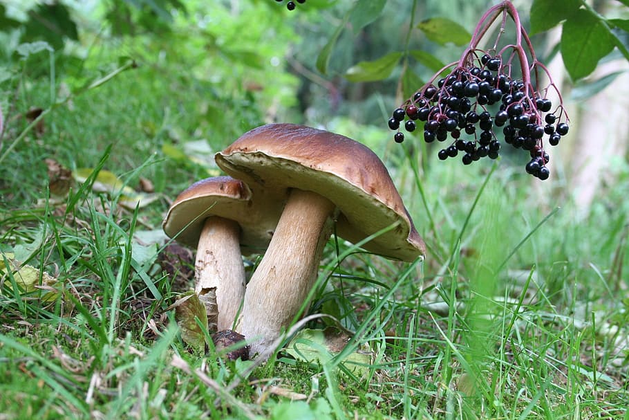 chestnuts, mushrooms, nature, autumn, cep, forest, mushroom, fungus, food, growth