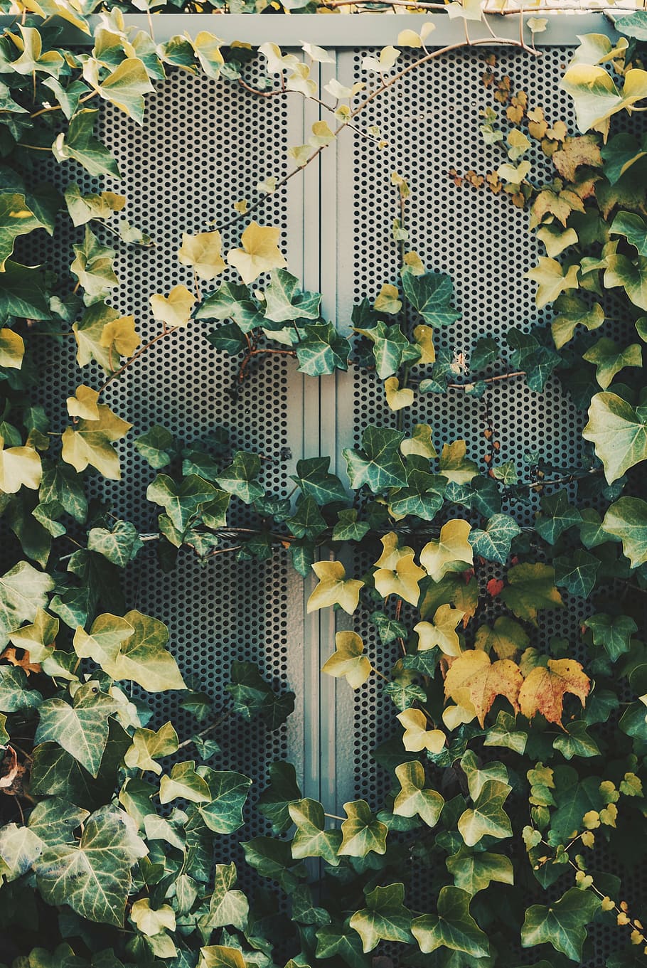 green, yellow, leaves, gray, surface, leaf, plant, nature, outdoor, vines