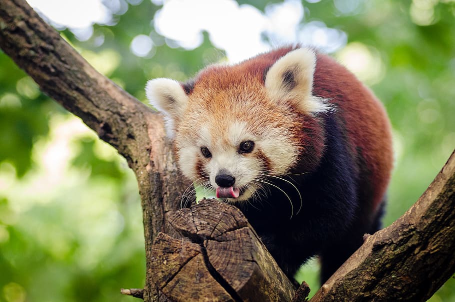 Red Panda, red panda on tree, animal, animal themes, one animal, tree, animal wildlife, mammal, branch, animals in the wild