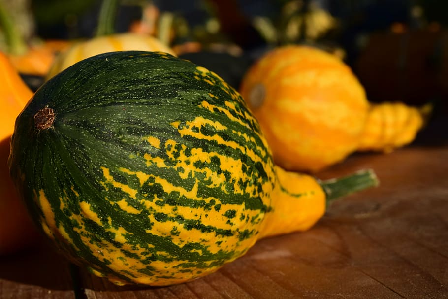 decorative squashes, pumpkins, yellow, beautiful, autumn, late summer, decoration, rural, agriculture, harvest