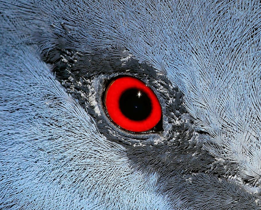 red, white, animal, eye, macro, bird, fan-deaf, close, close up, nature