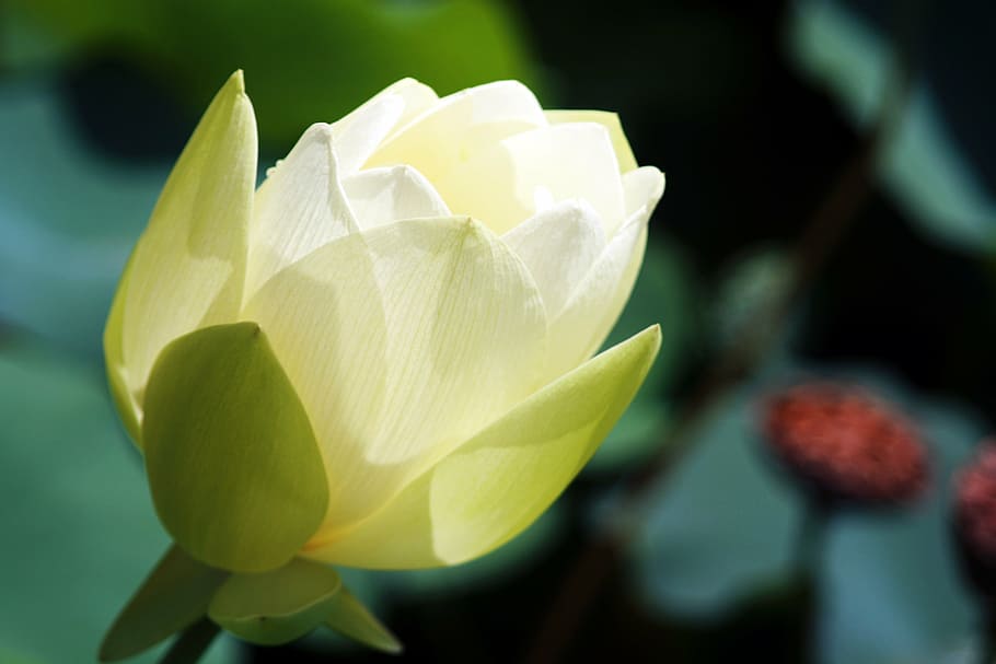macro photography, white, lotus flower, lotus, kite, flowers, nail, flower, flowering plant, freshness