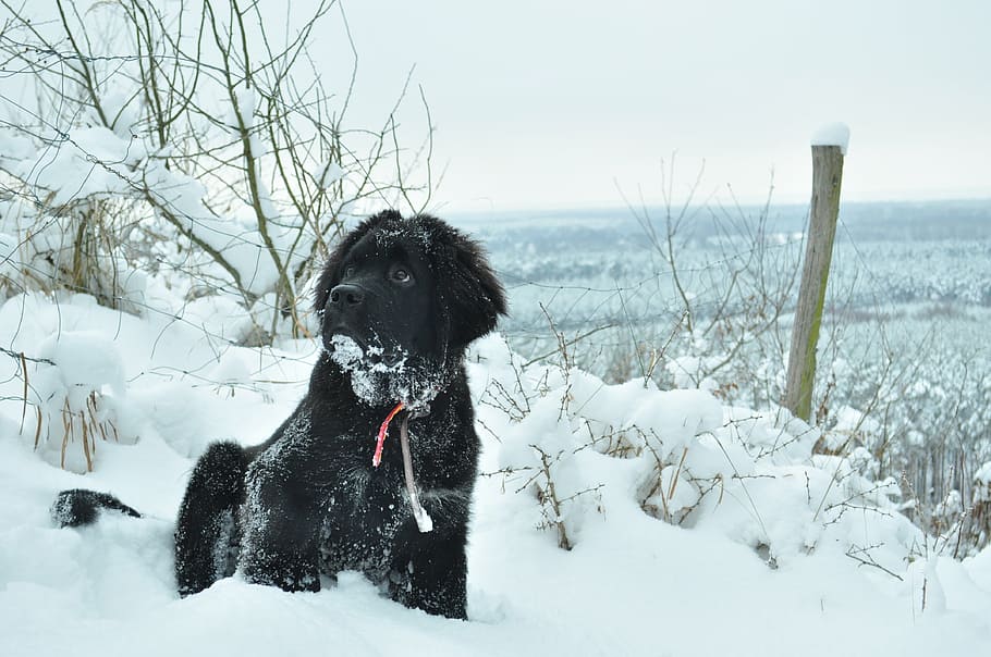 dog, winter, animal, czworonów, spacer, snow, doggy, forest, wodonga, newfoundland