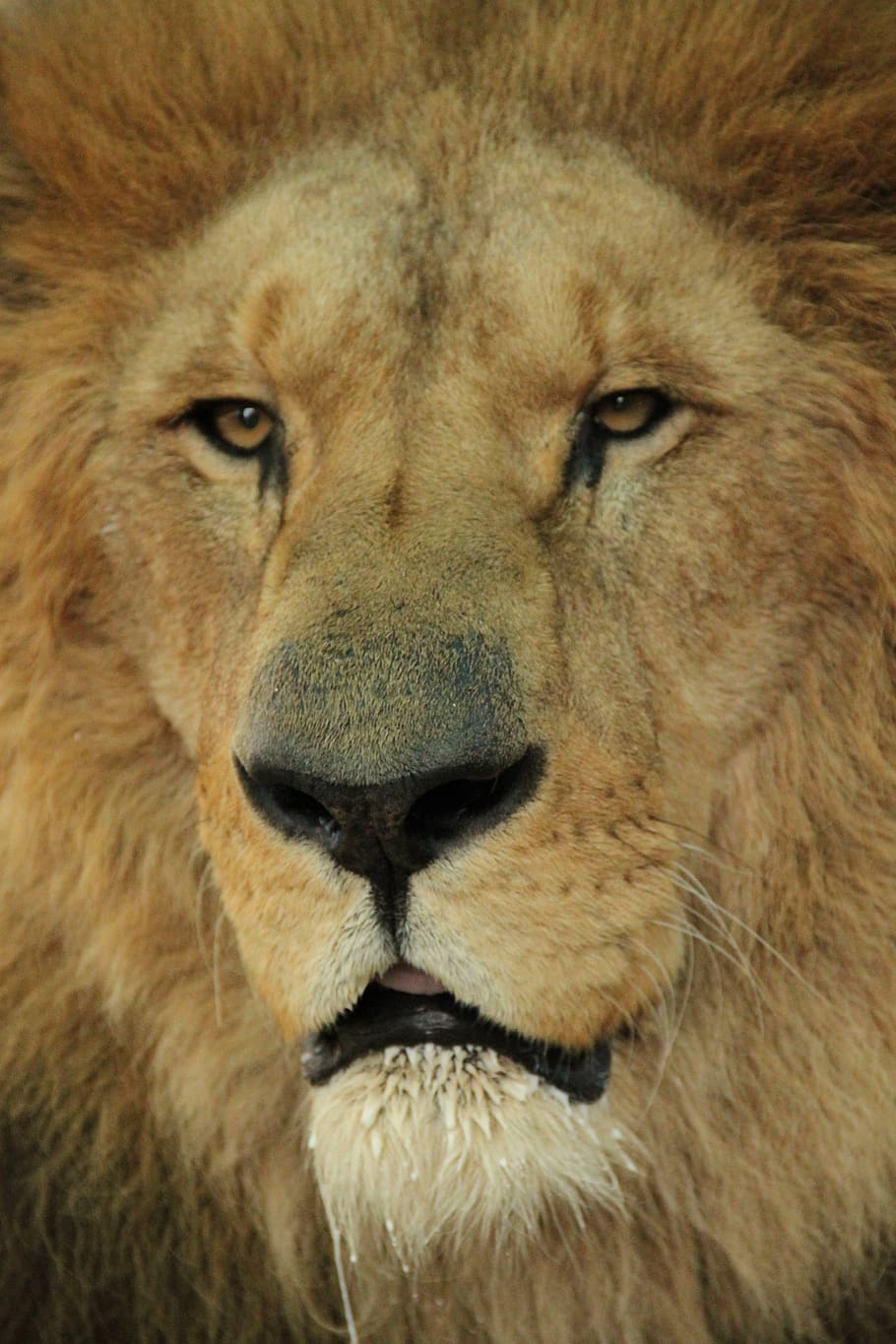 lion, feline, africa, wild, safari, savanah, animals, wildlife, surveying, wild animals